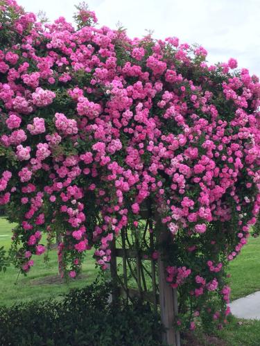 جوري ايطالي وردي متسلق 30سم