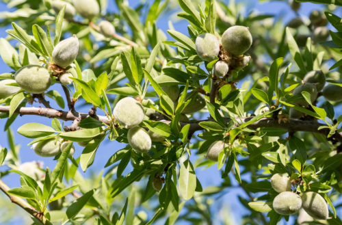 شتلة لوز 1.5م