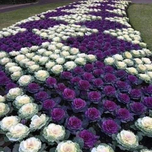Mixed wrapped roses