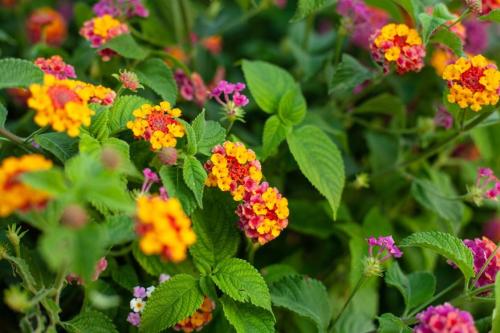 لانتانا بلدي 25سم