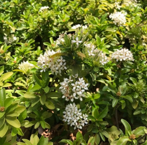 اكزورا 20 سم