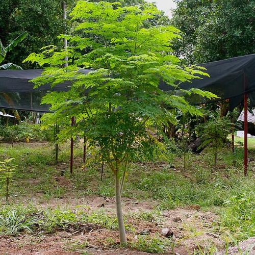 Indian Moringa