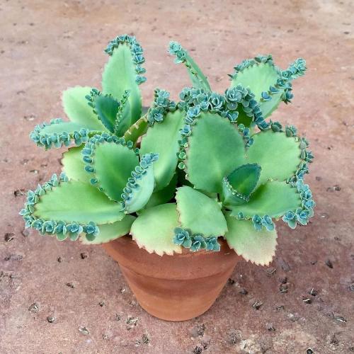 Silver hat cactus 30 cm