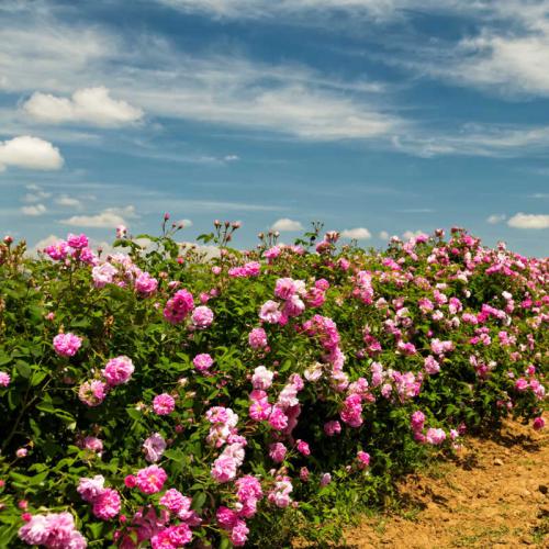 جوري سلطاني 30 سم