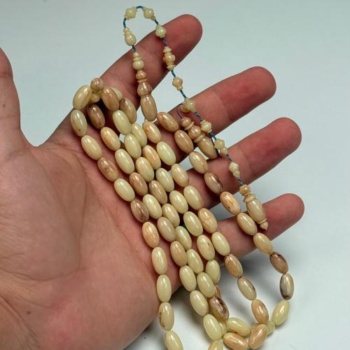 فستقي عرق احمر من شمعدان امريكي