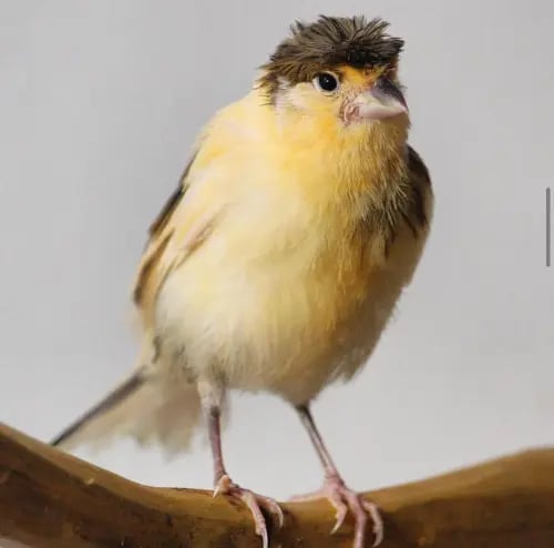 كناري - غير اليف