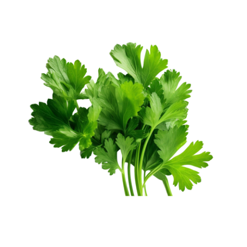 أوراق بقدونس طازجة