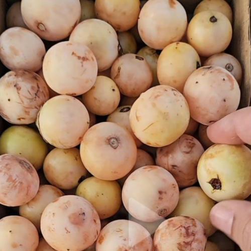 بنمبر الوادي