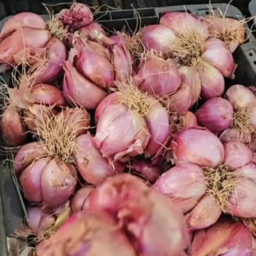 فصوص وادي بارد