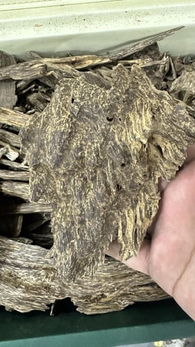 ماليزي ترنجانو