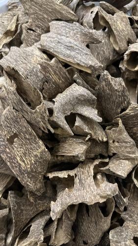 فيتنامي قواقع