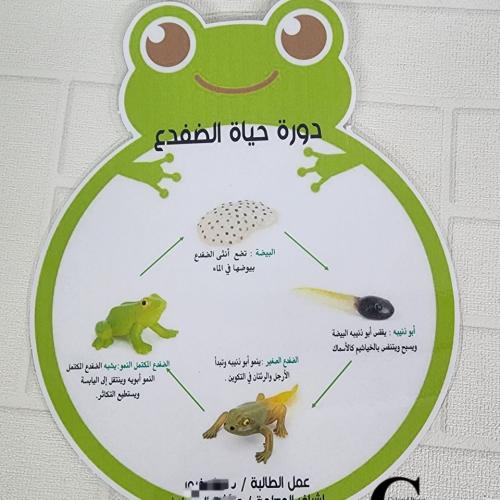 دورة حياة الضفدع /دائرة