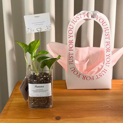 نبته بوتس - وسط