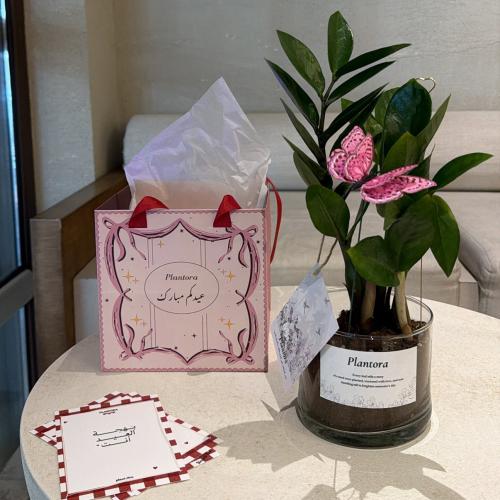 نبته الزاميا بكج العيد