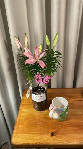 نبته الليليوم + كوب