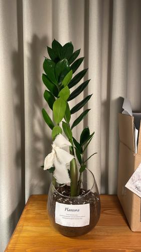 نبتة الزاميا - كبير