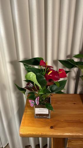 نبته الانتوريوم كبير