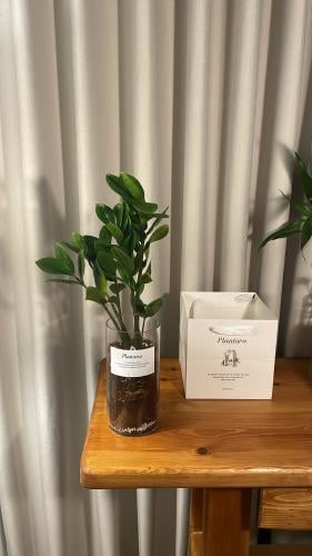 نبته الزاميا كبير