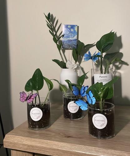 اضافة فراشة