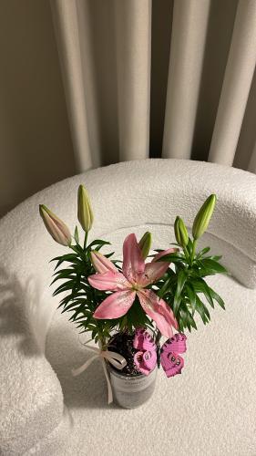 نبته الليليوم