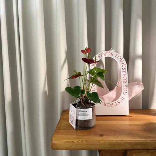 نبته الانتوريوم