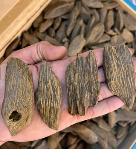 عود الجاكور الفخم