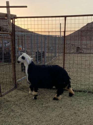 طلي نجدي جبر كبير