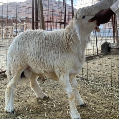 خروف حري كبير فاخر جبر