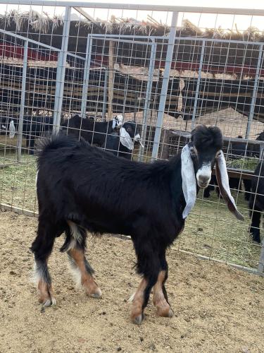 تيس صغير للبيع لباني