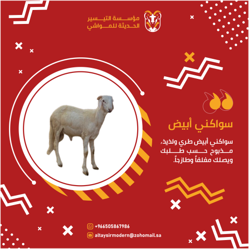 خروف سواكني ابيض صغير مرابي