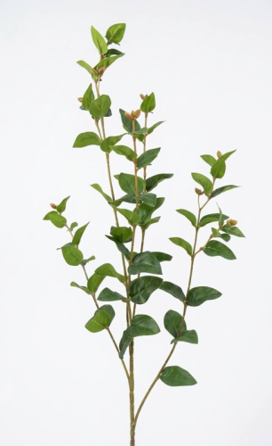 Green Khalbatus branches