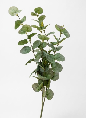 Branches of Kalanchoe that are semi-natural