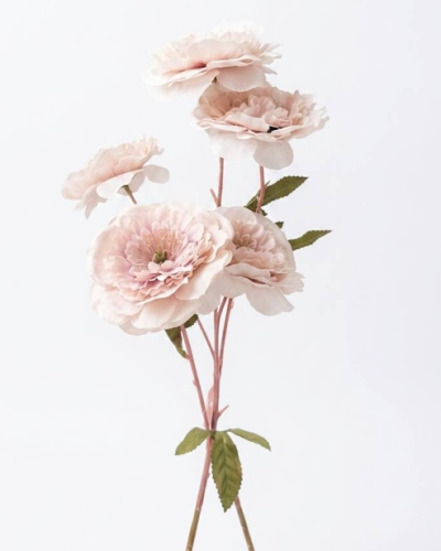 Cherry blossom branches