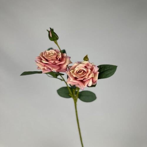 روز ثلاث زهور -متعدد الالوان