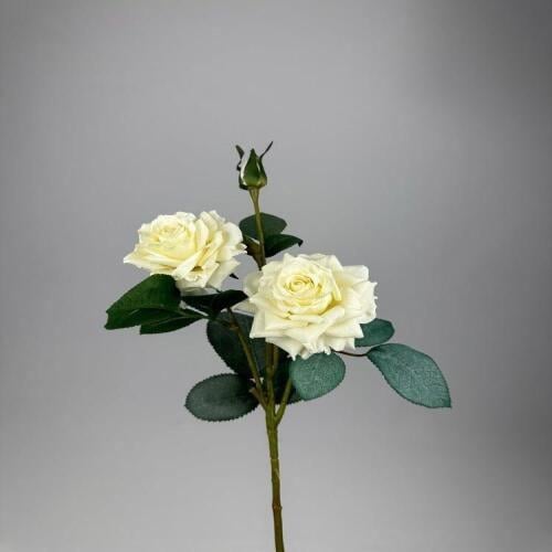 روز ثلاث زهور -متعدد الالوان