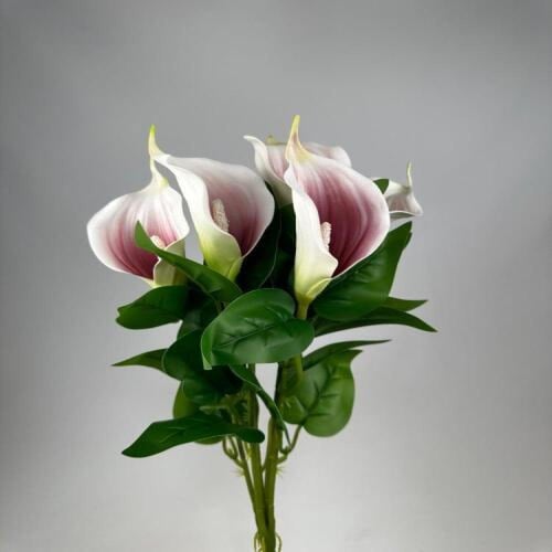 زهرة زنبق السلام -متعدد الالوان