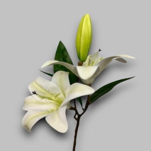 زهرة ليليوم -متعدد الالوان