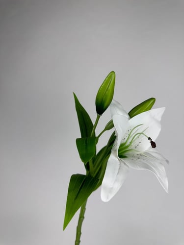 ليليوم زهرة واحده - متعدد الالوان