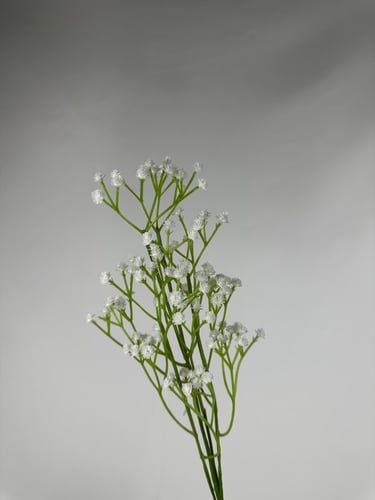 جبسوفليا-متعدد الالوان