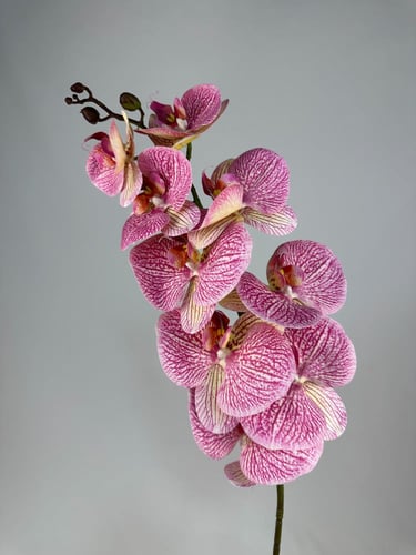 اوركيد ملمس طبيعي-متعدد الالوان