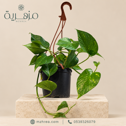 نبات البوتس الطبيعي