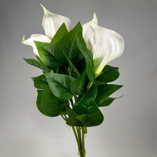 زهرة زنبق السلام -متعدد الالوان