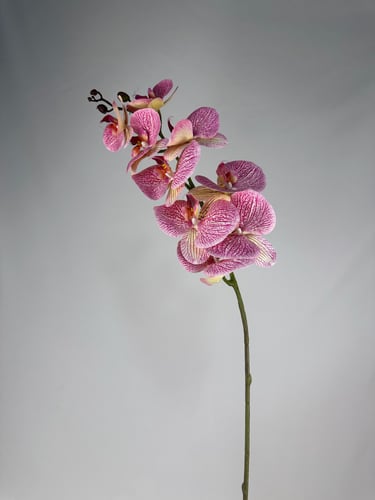 اوركيد ملمس طبيعي-متعدد الالوان