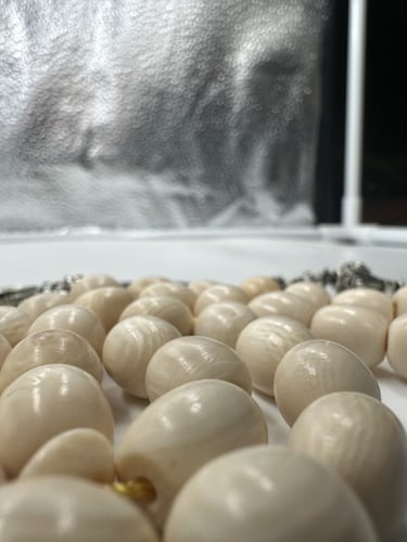 سبحة عاج ناب الفيل