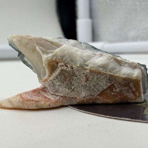 سبحة صدف بحري طبيعي حر