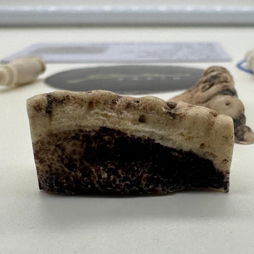 سبحة قرن الغزال الاوربي مع عينة طبيعية من قرن الغز...