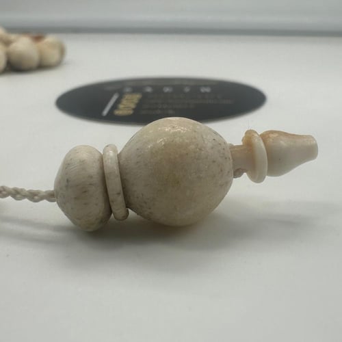 سبحة قرن الغزال الاوربي