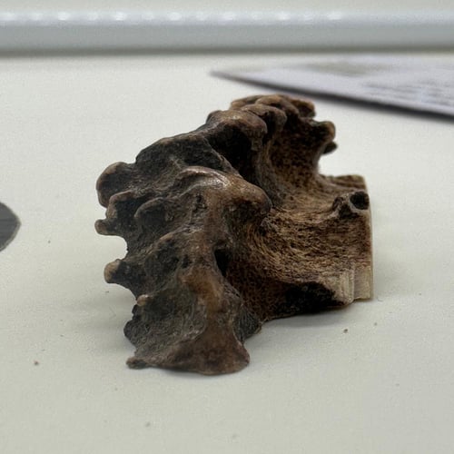 سبحة قرن الغزال الاوربي مع عينة طبيعية من قرن الغز...