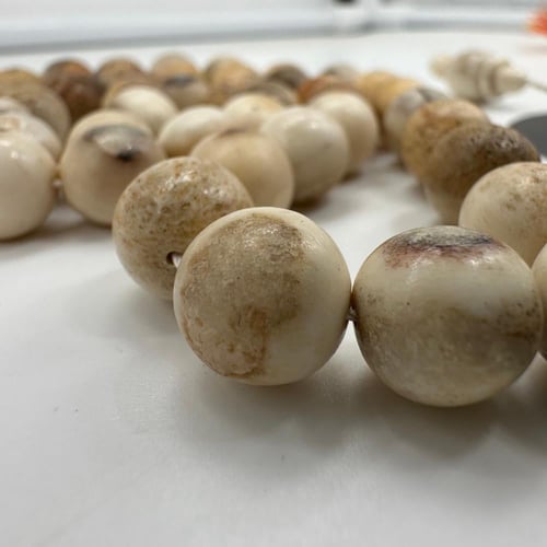 سبحة قرن الغزال الاوربي