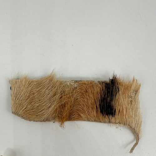 سبحة جلد الذيب الطبيعي مع الشهادة